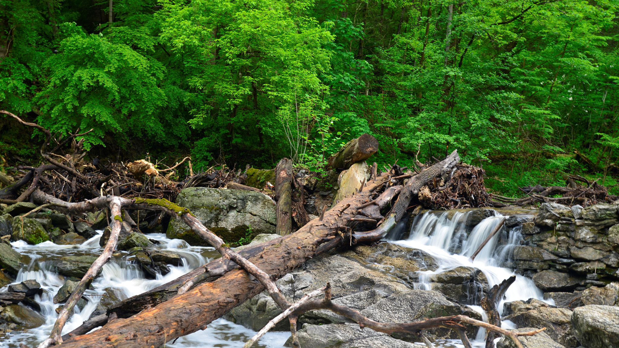 Nikon D600 sample photo. Forest flows photography