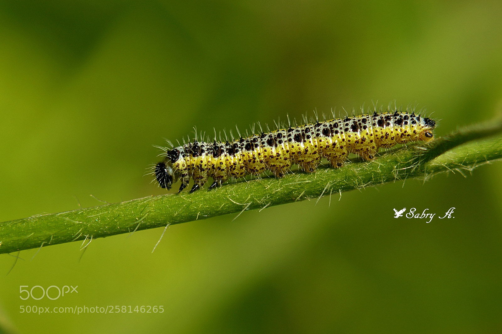 Nikon D3200 sample photo. Caterpillar photography