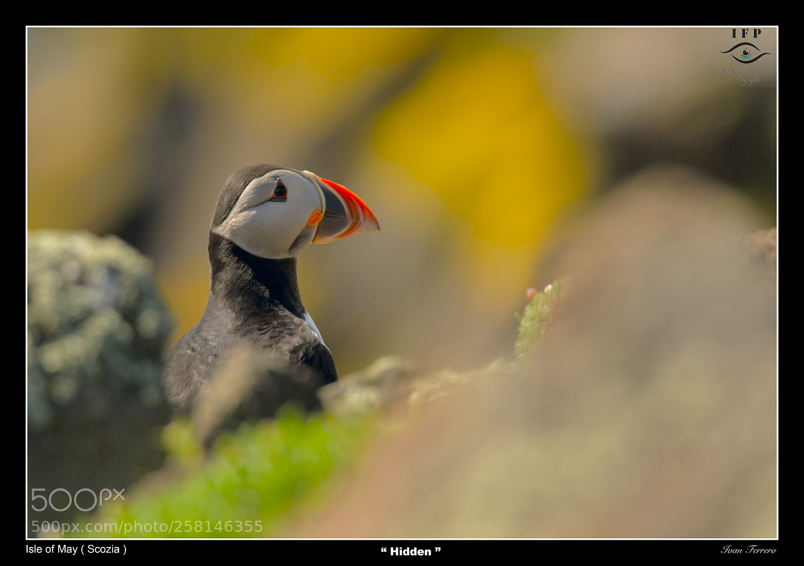 Nikon D500 sample photo. Puffin photography