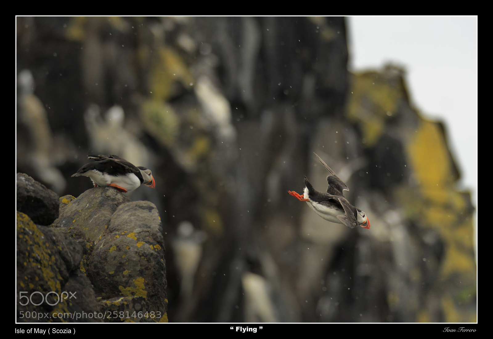 Nikon D500 sample photo. Puffin photography