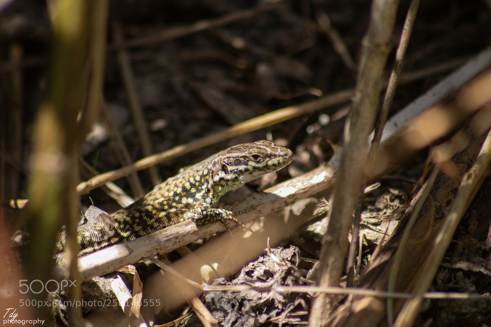 Canon EOS 750D (EOS Rebel T6i / EOS Kiss X8i) sample photo. Podarcis muralis photography