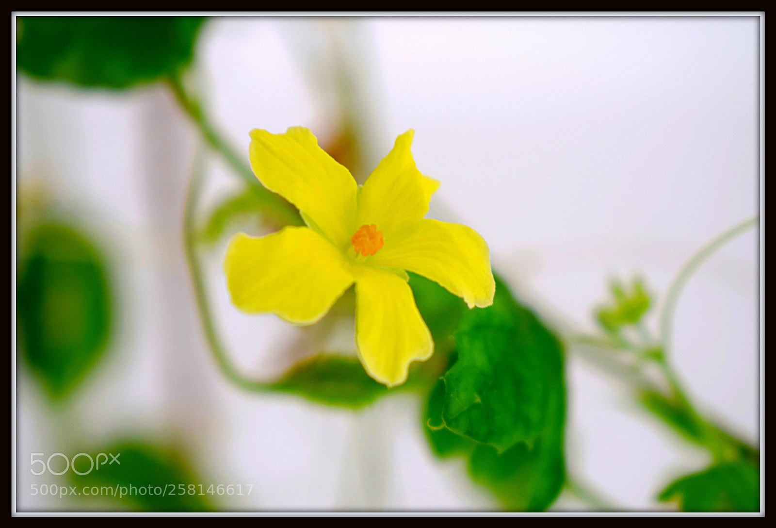 Nikon D5300 sample photo. Bitter gourd flower photography