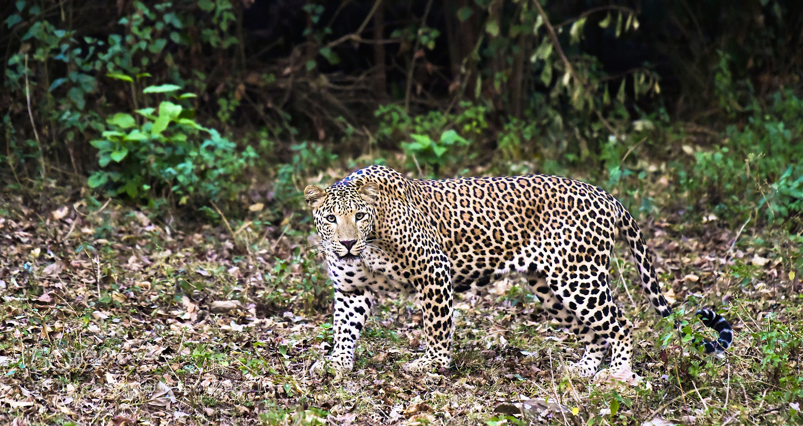 Nikon D850 sample photo. Leopard photography