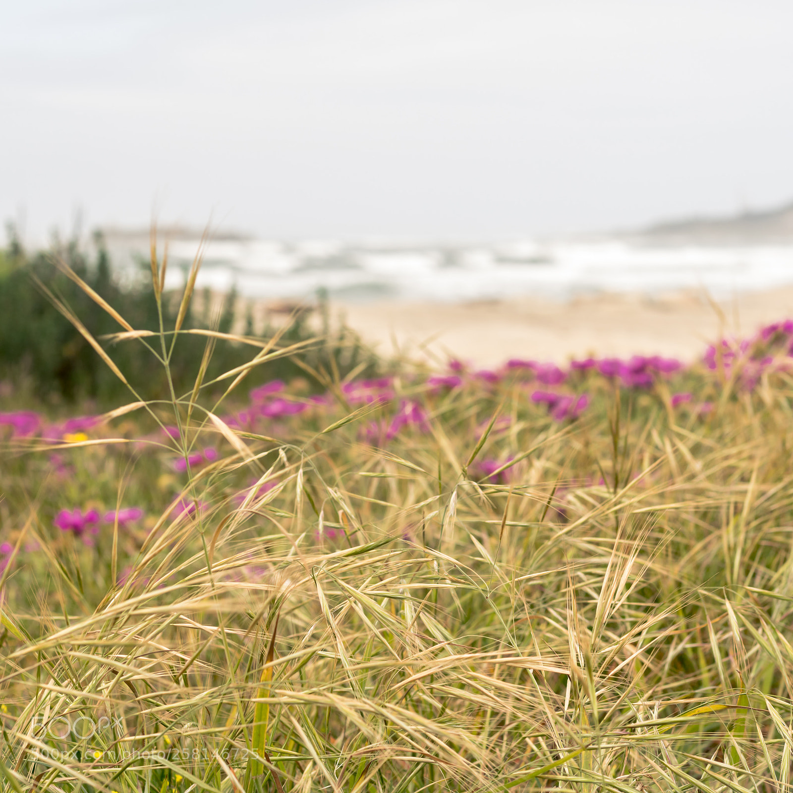 Canon EOS 750D (EOS Rebel T6i / EOS Kiss X8i) sample photo. The beach photography