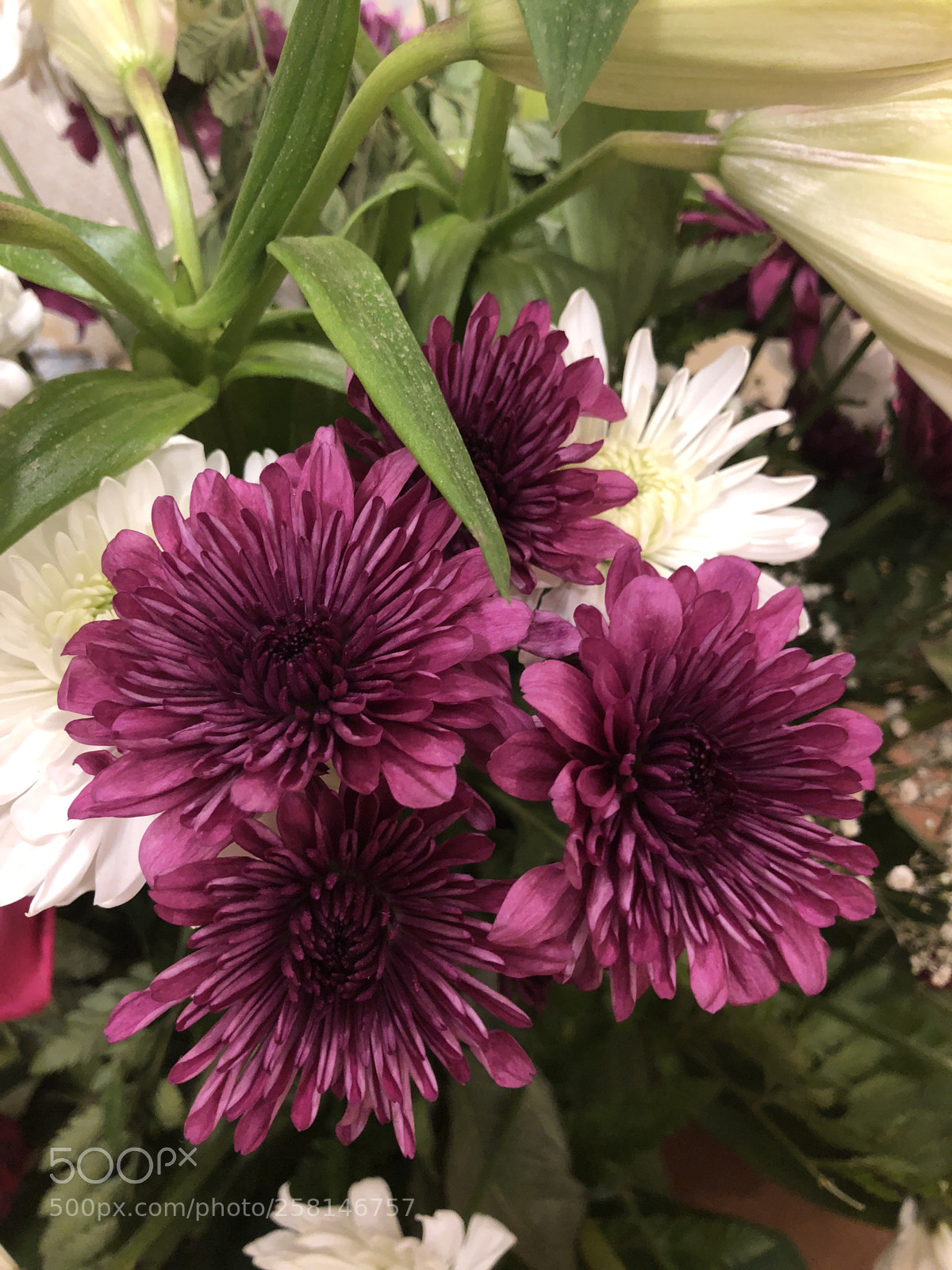 Apple iPhone X sample photo. Untitled photography