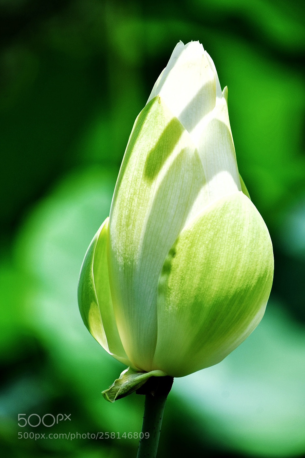 Nikon D7200 sample photo. Green and shadow photography