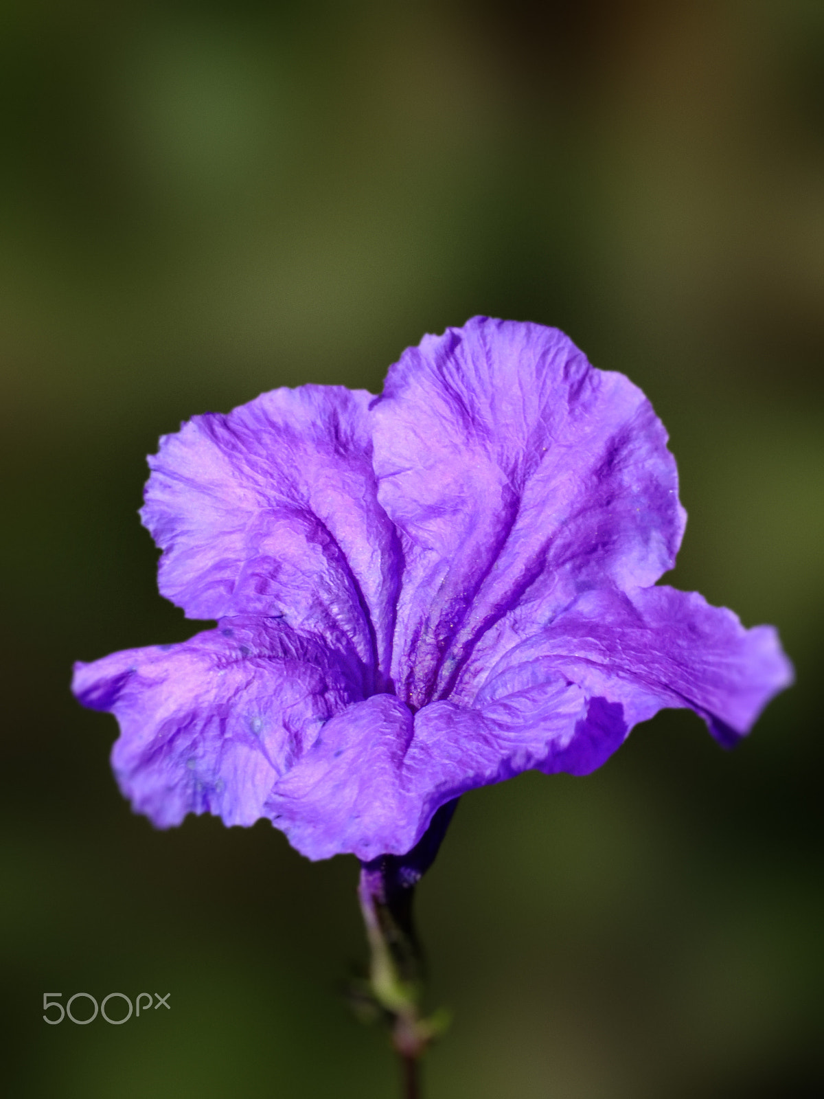 FujiFilm FinePix HS20 EXR (FinePix HS22 EXR) sample photo. Ruellia flower photography