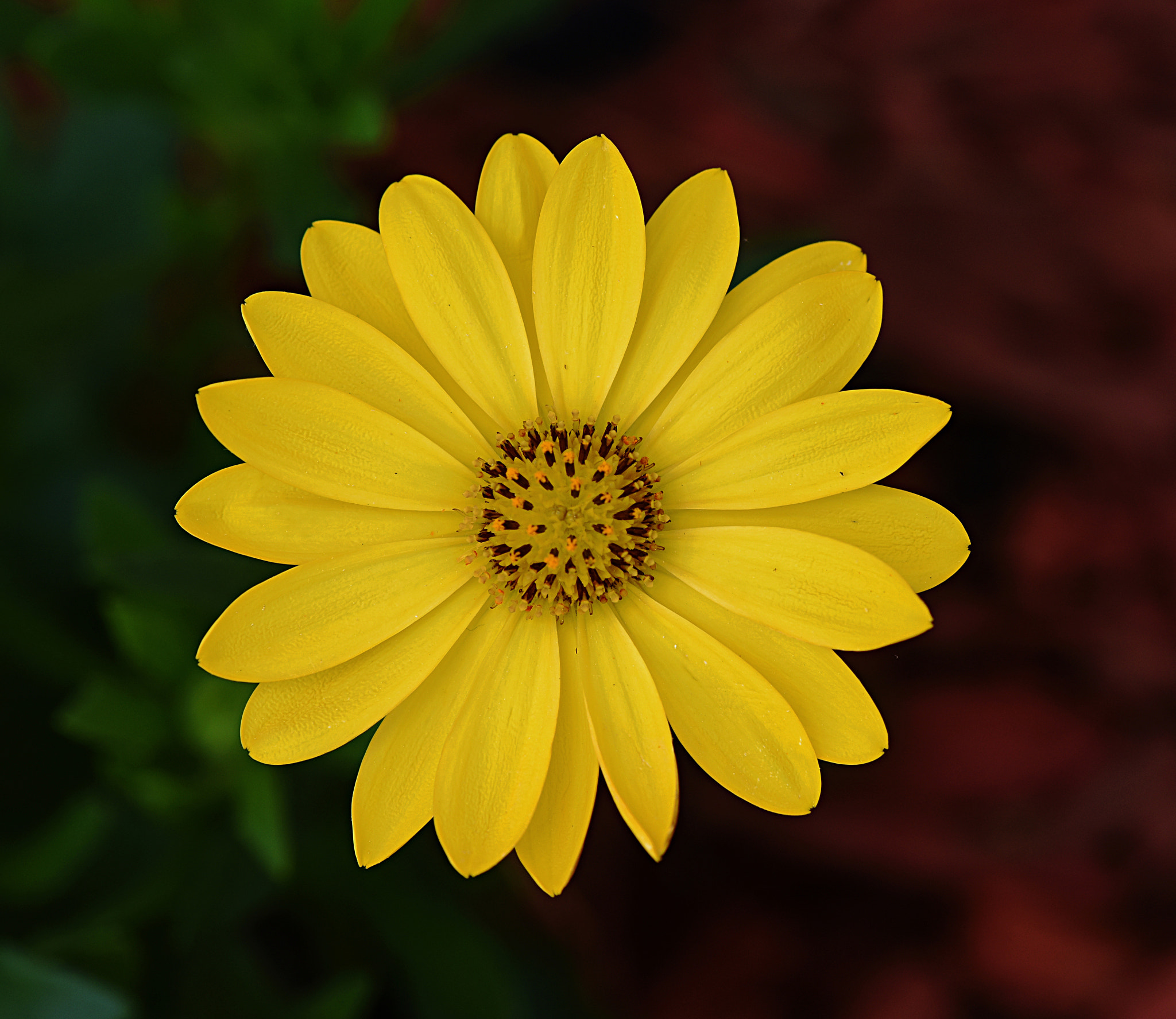 Nikon D810 sample photo. Yellow daisy photography