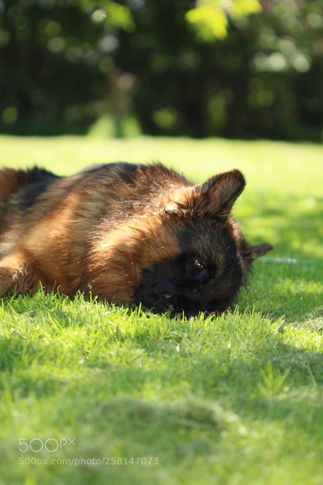 Canon EOS 760D (EOS Rebel T6s / EOS 8000D) sample photo. Cute he is  photography