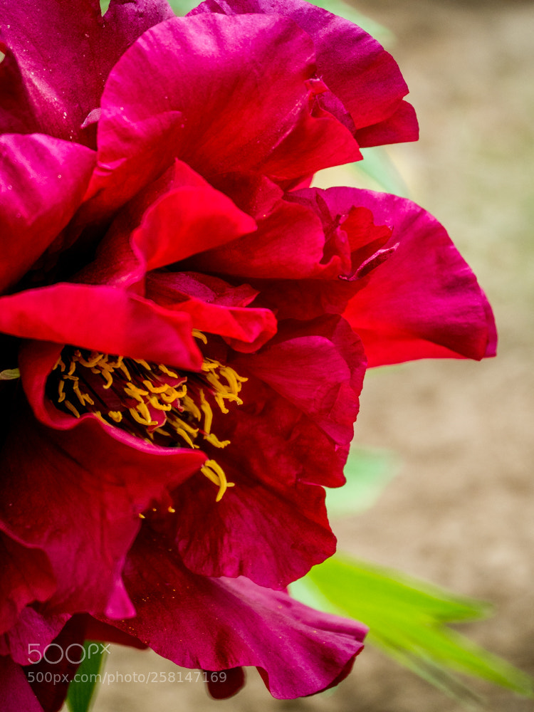 Olympus OM-D E-M1 Mark II sample photo. Untitled photography