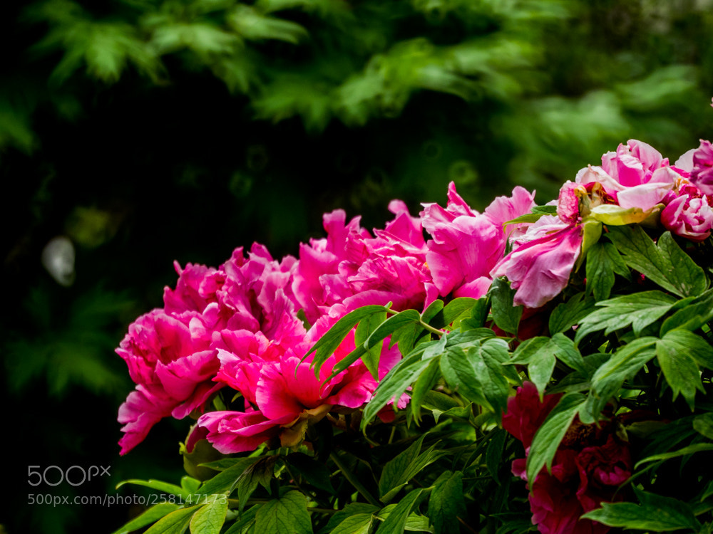 Olympus OM-D E-M1 Mark II sample photo. Untitled photography