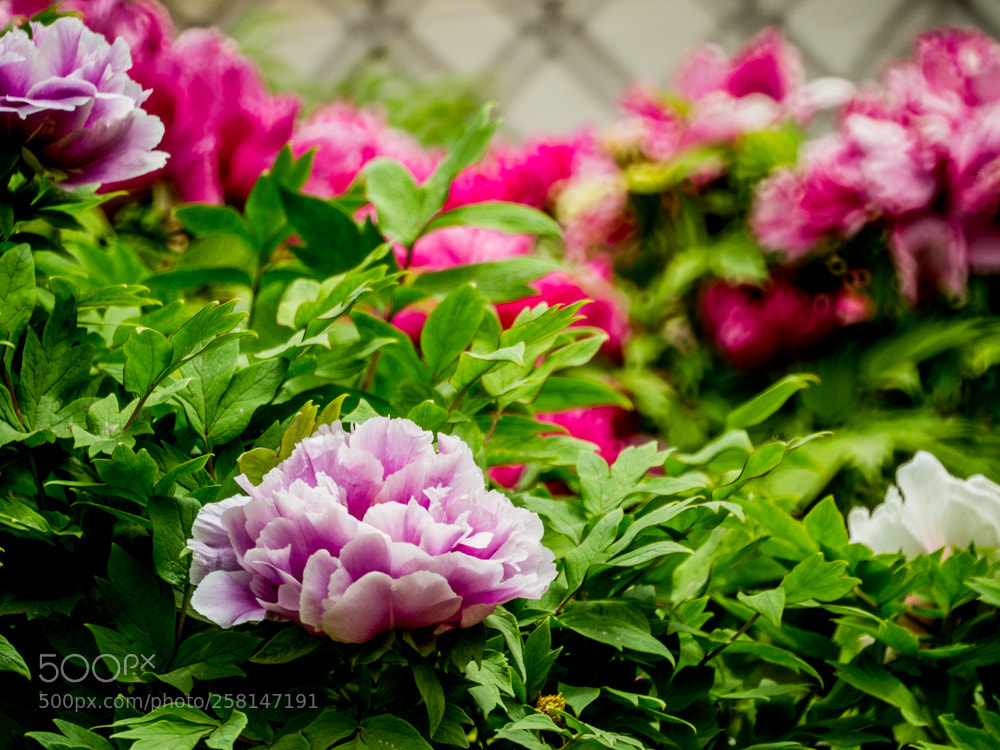 Olympus OM-D E-M1 Mark II sample photo. Untitled photography