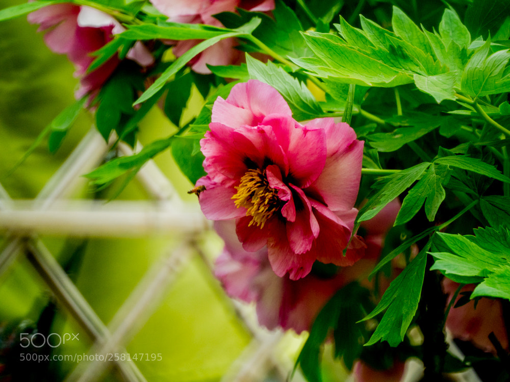 Olympus OM-D E-M1 Mark II sample photo. Untitled photography