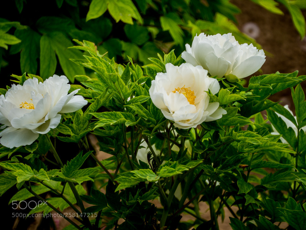 Olympus OM-D E-M1 Mark II sample photo. Untitled photography