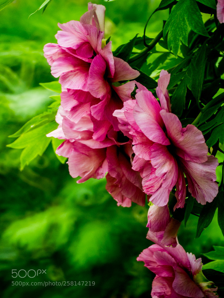 Olympus OM-D E-M1 Mark II sample photo. Untitled photography