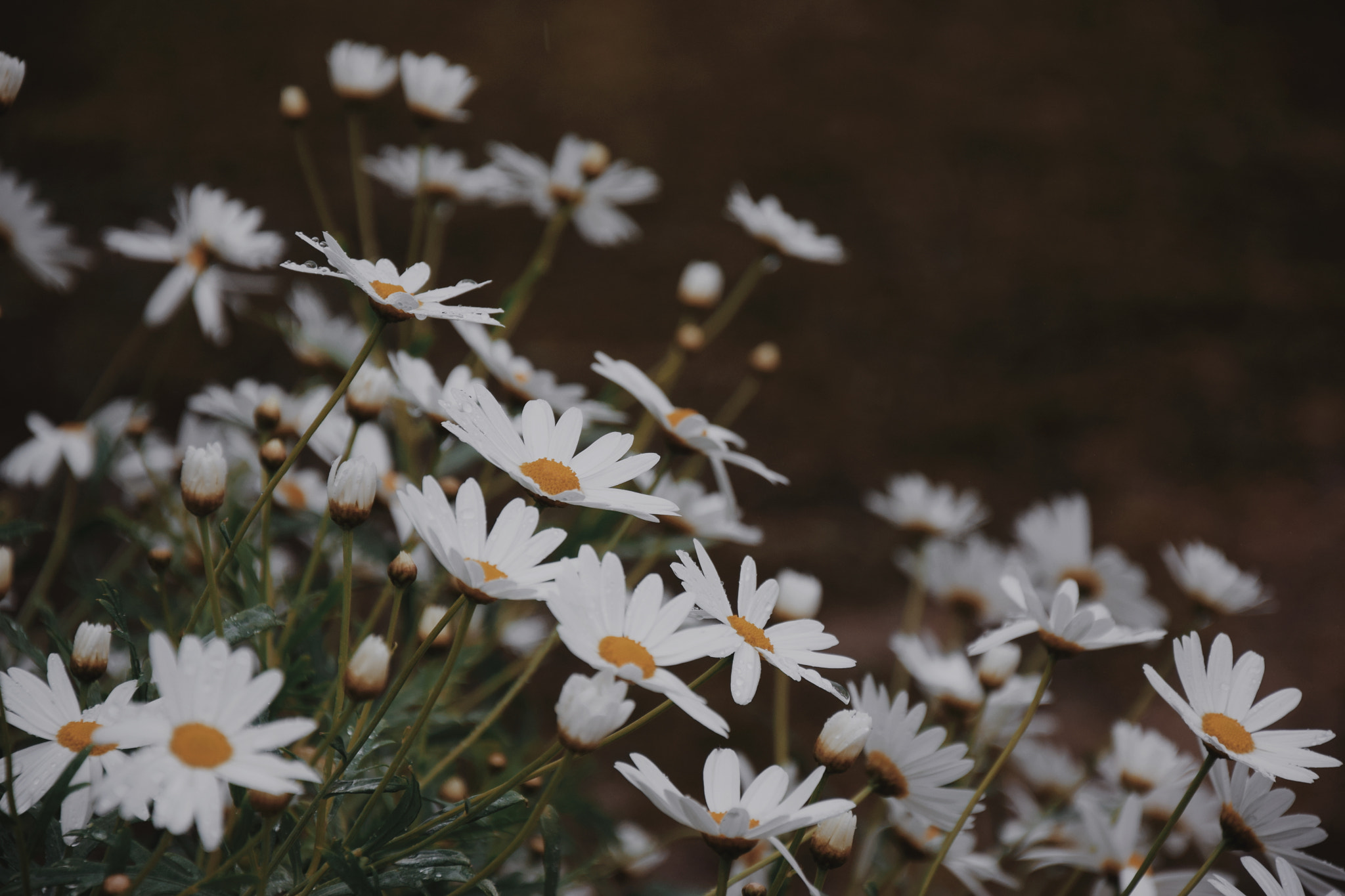 Nikon D5300 sample photo