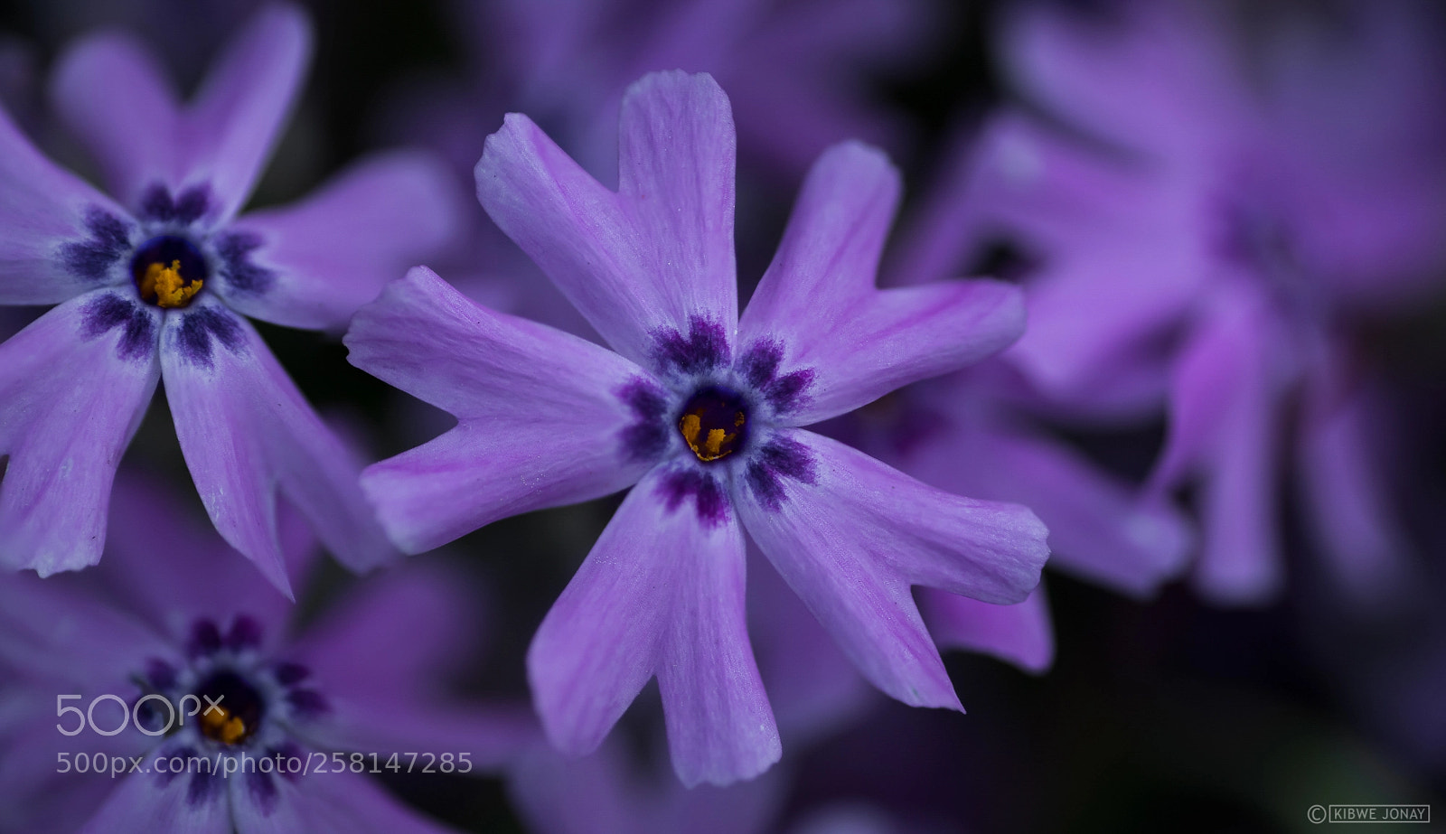 Nikon D850 sample photo. Shades of purple #1 photography