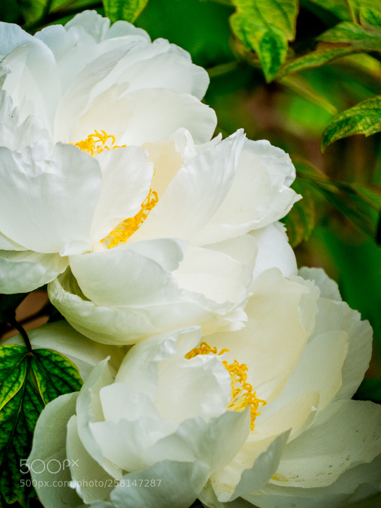 Olympus OM-D E-M1 Mark II sample photo. Untitled photography