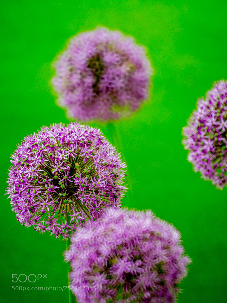 Olympus OM-D E-M1 Mark II sample photo. Untitled photography
