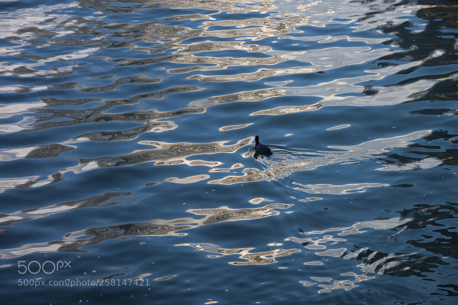 Canon EOS 500D (EOS Rebel T1i / EOS Kiss X3) sample photo. Coot in the harbour photography