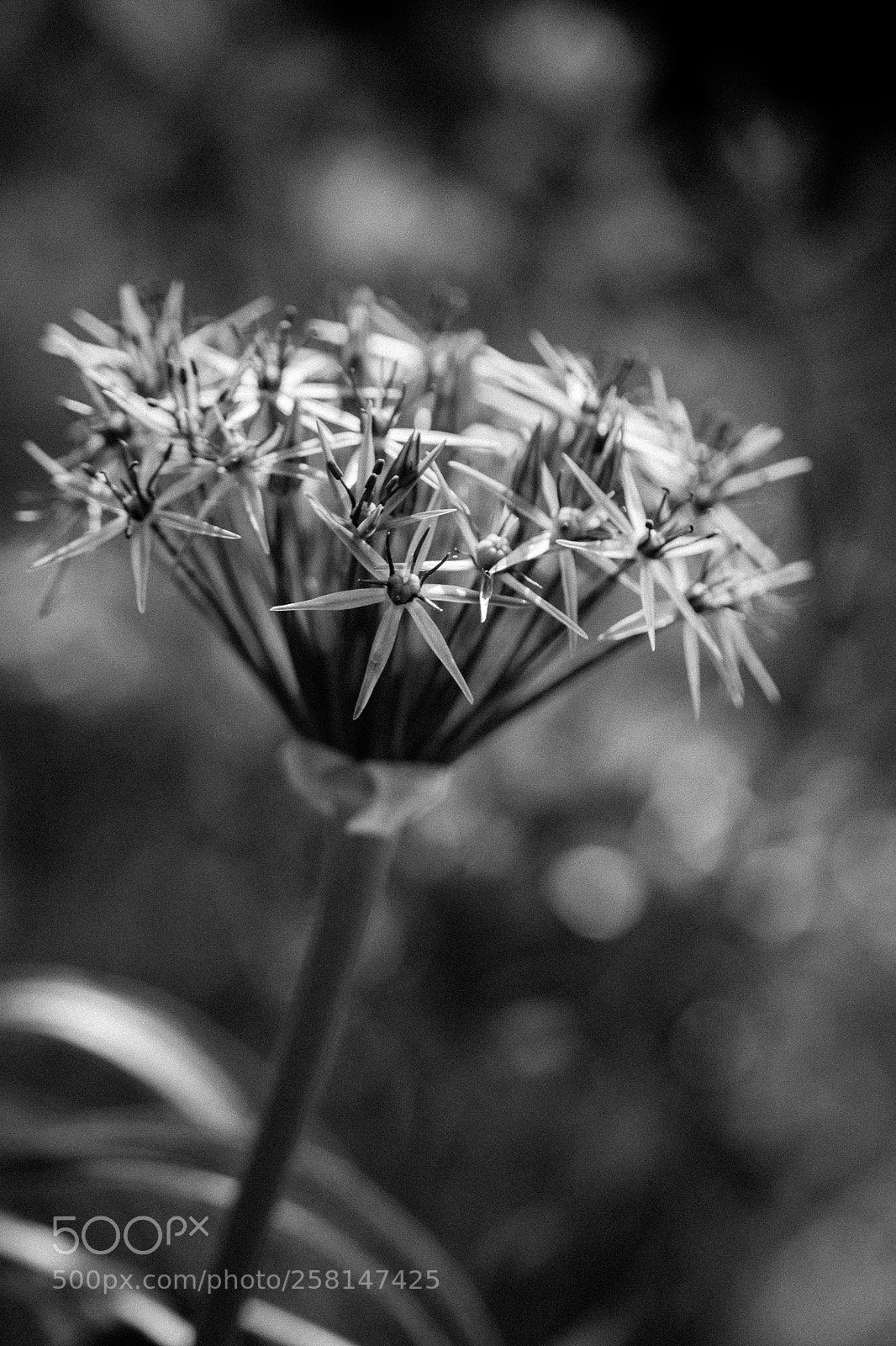 Nikon D3300 sample photo. Black and white photography