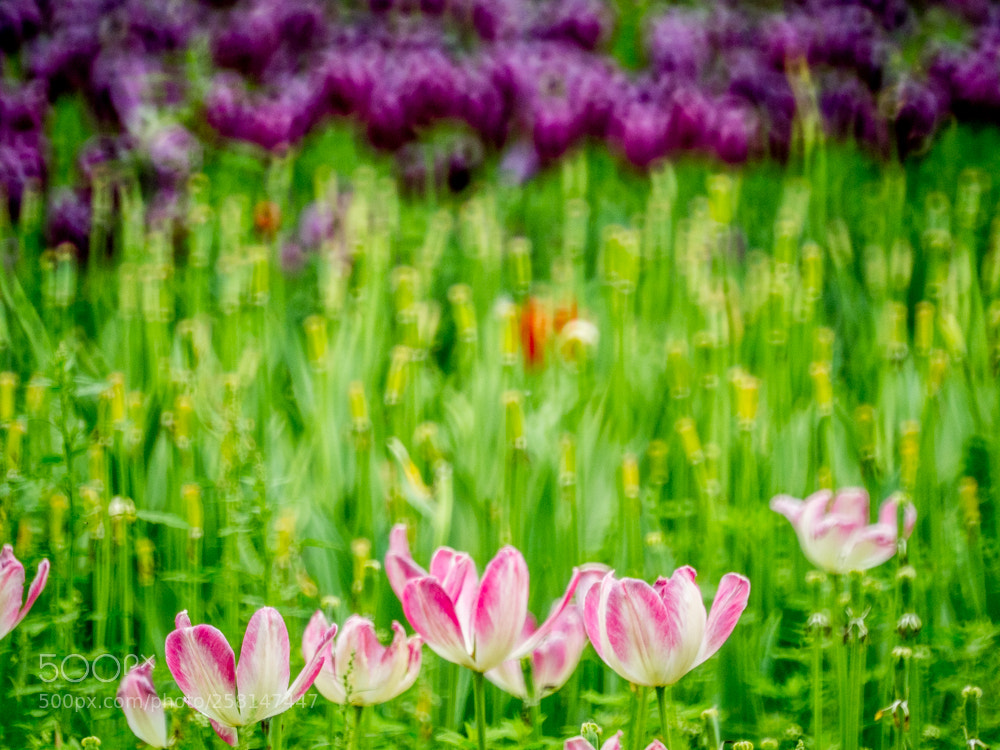 Olympus OM-D E-M1 Mark II sample photo. Untitled photography
