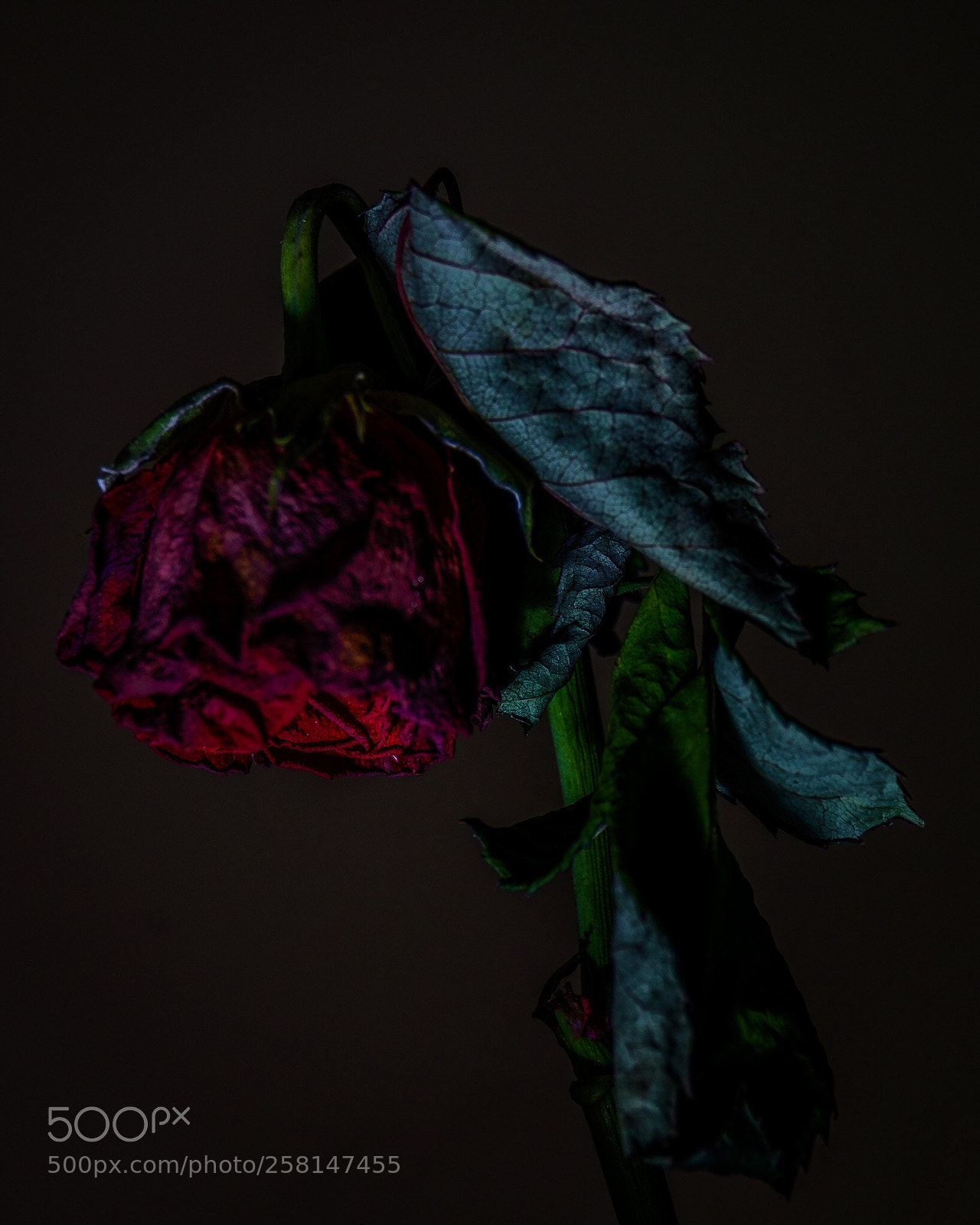 Fujifilm X-T1 sample photo. Untitled photography