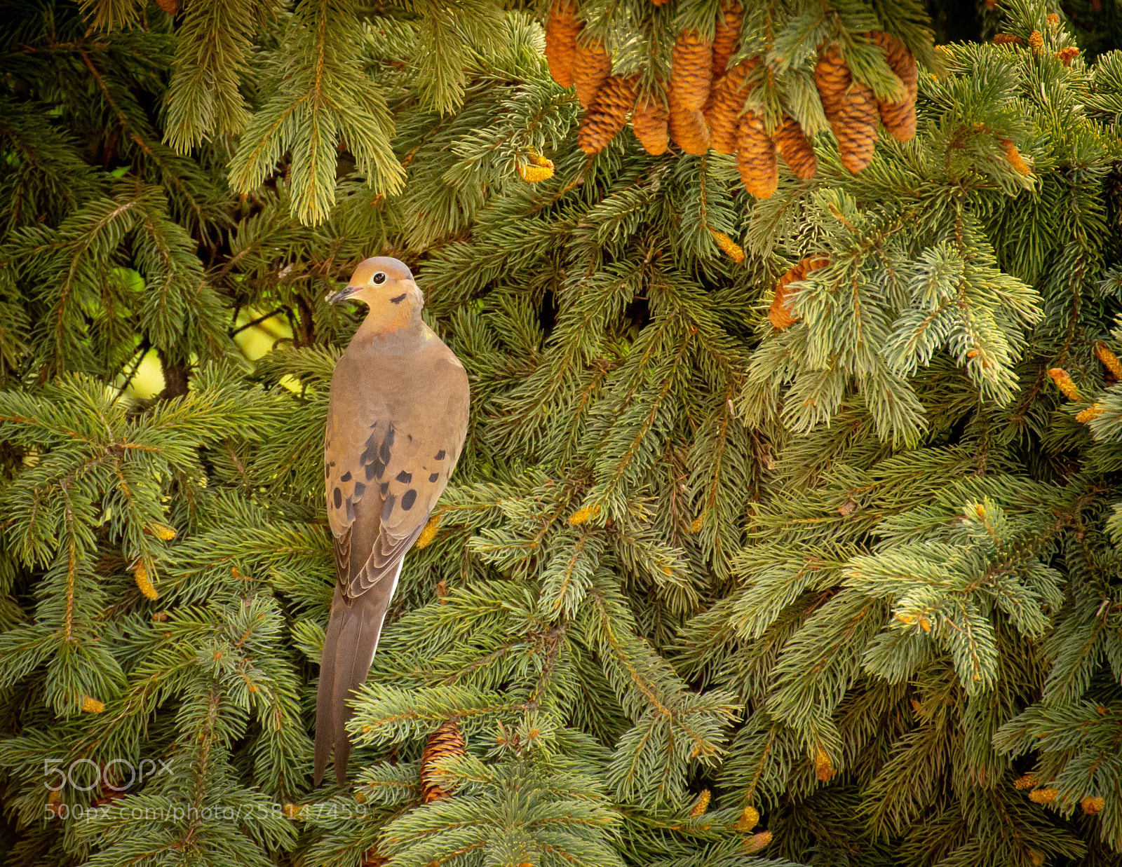 Canon EOS 6D sample photo. Dove in a pine photography