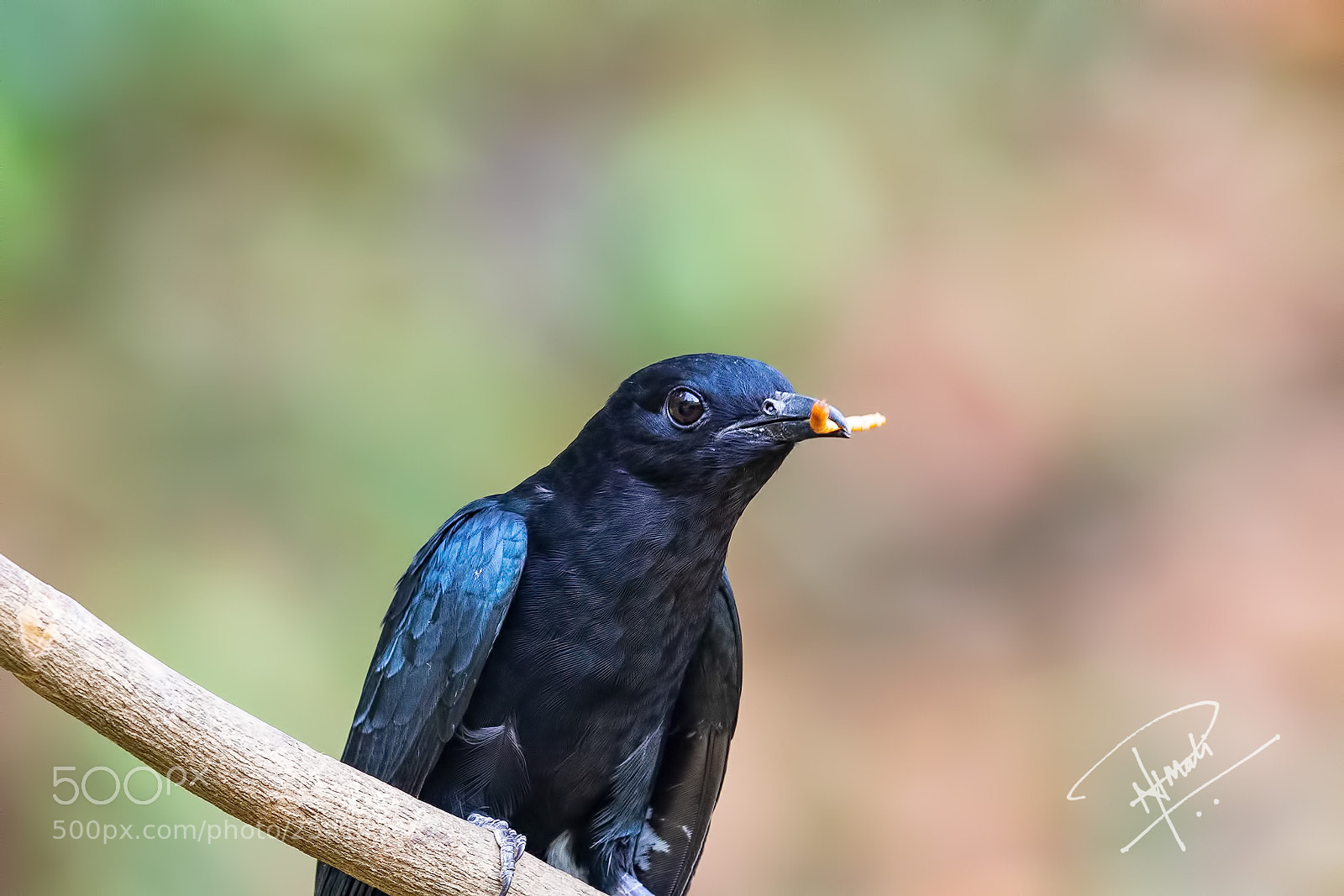 Canon EOS 5D Mark IV sample photo. Fork-tailed drongo-cuckoo photography