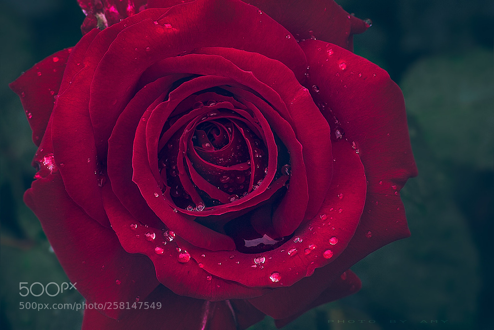 Canon EOS 6D sample photo. Rose2 photography