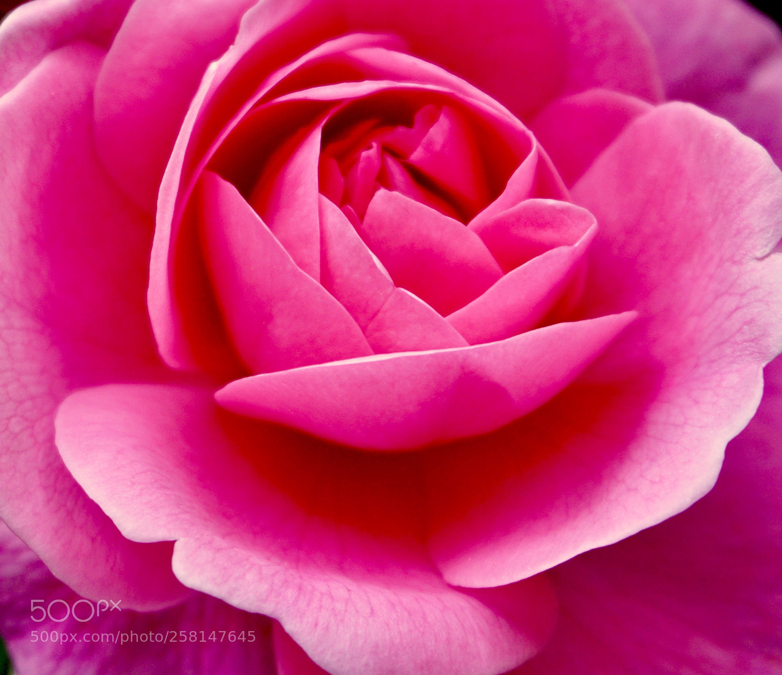 Sony a6000 sample photo. English rose photography