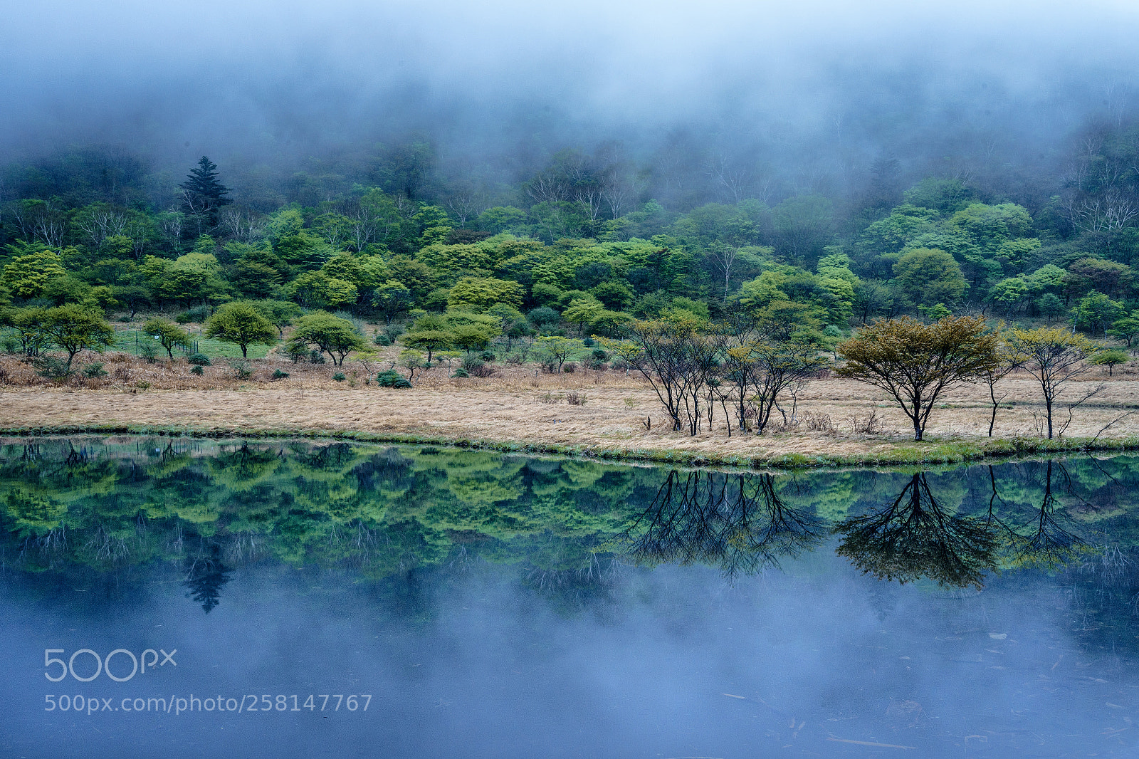 Sony a7 II sample photo. 霧に浮かぶ新緑〜 fresh green in mist photography