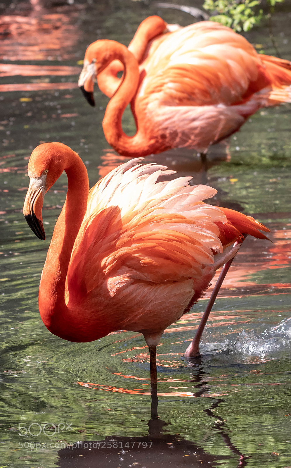 Canon EOS-1D X Mark II sample photo. Sant'alessio reserve pavia(italy) photography