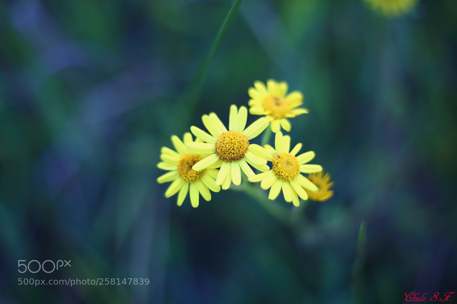 Canon EOS 6D sample photo. Untitled photography