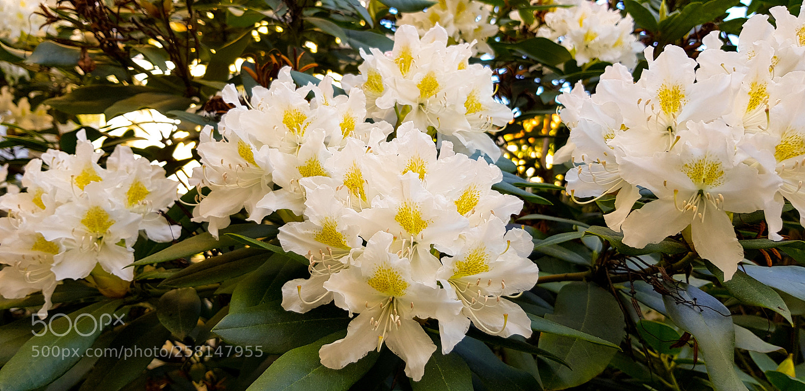 Samsung Galaxy S8 sample photo. A rhododendron is bloonming photography