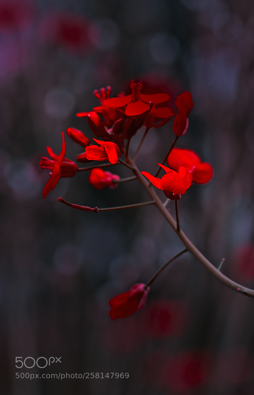 Nikon D610 sample photo. Flower photography