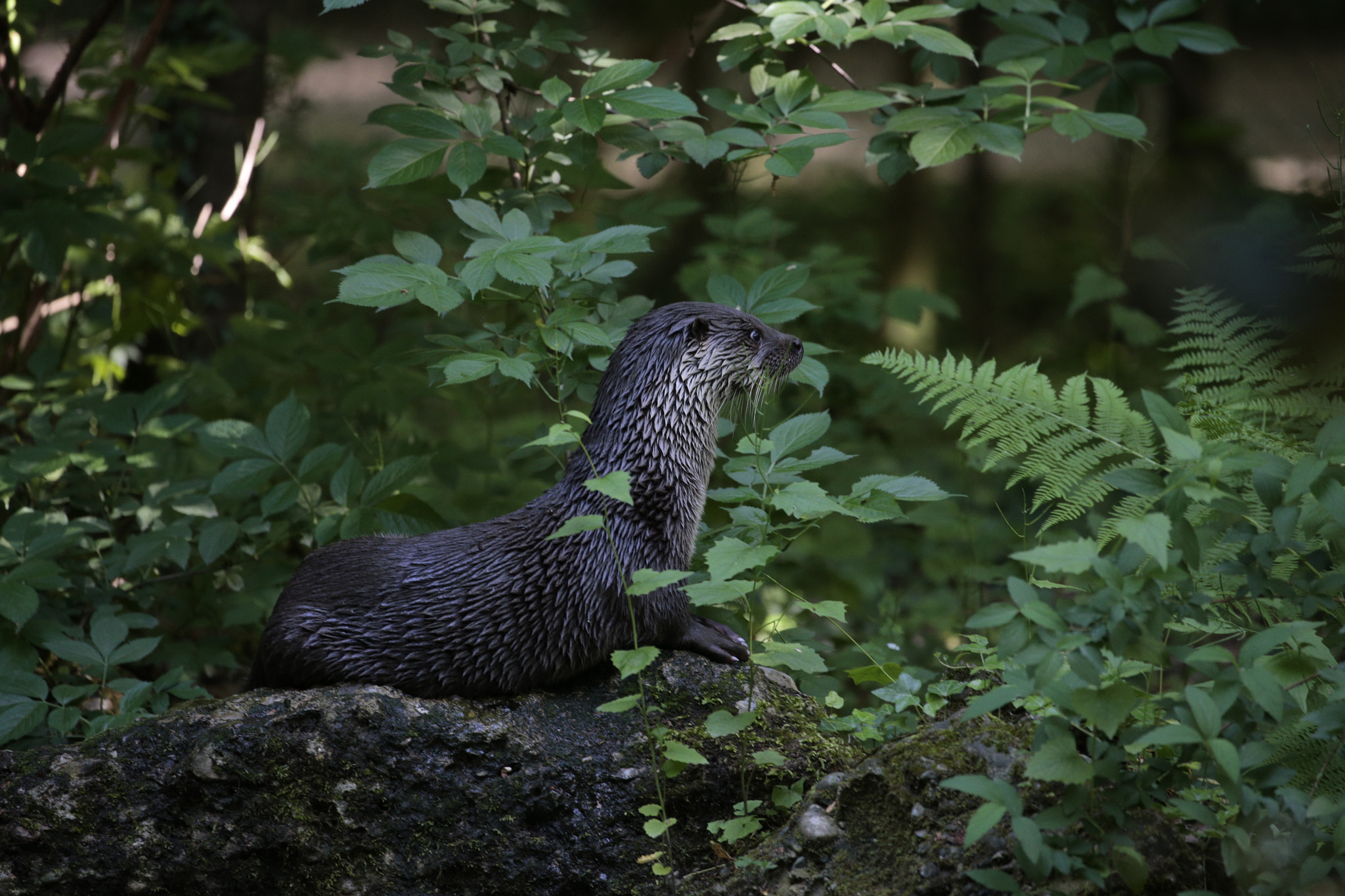 Canon EOS-1D X sample photo. European otter photography