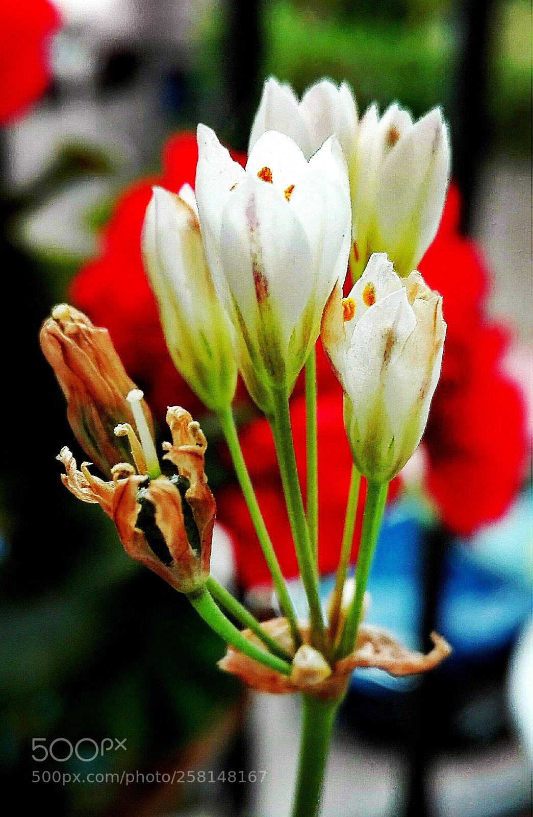 HUAWEI P8 Lite sample photo. Little flowers photography