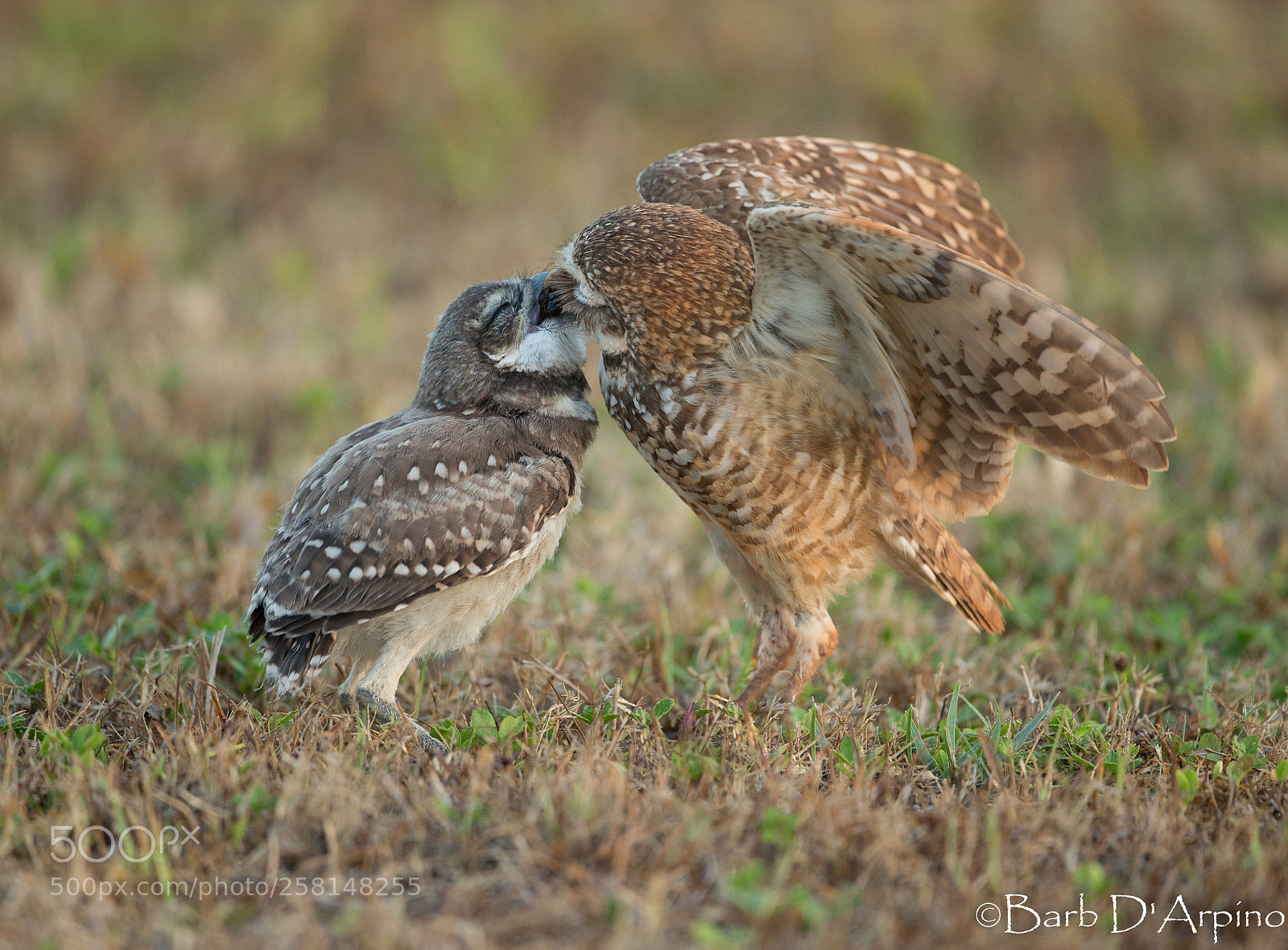 Canon EOS-1D X sample photo. Burrowing owlet breakfast time photography