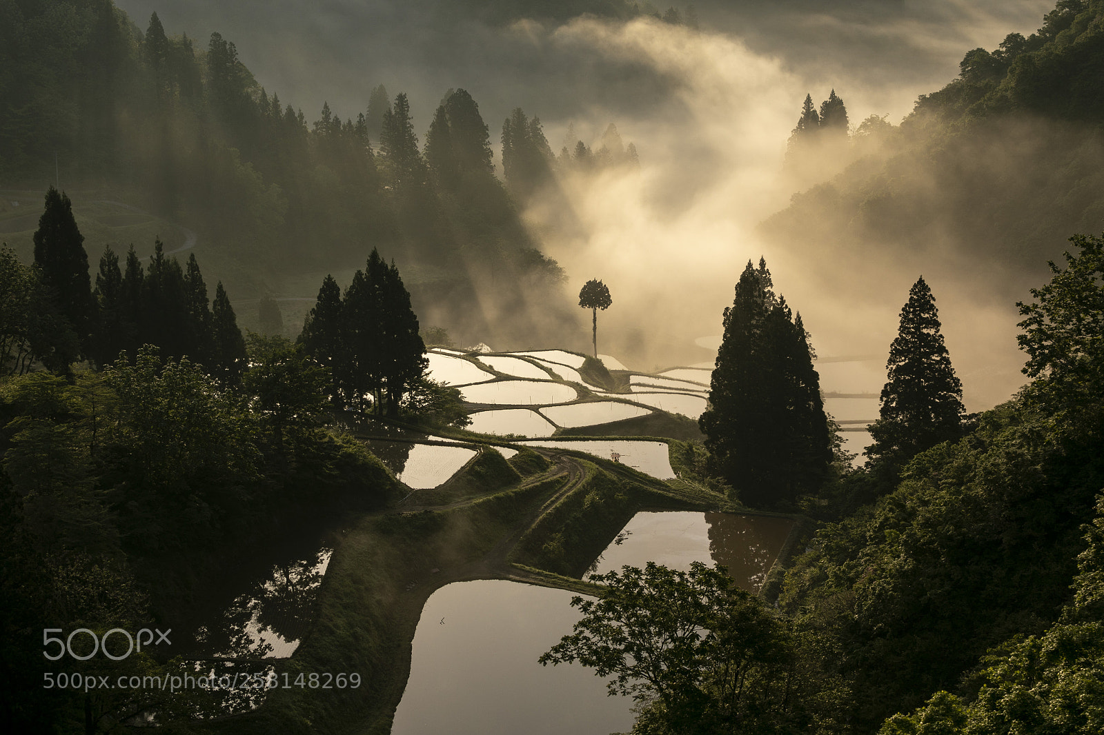 Canon EOS 5D Mark IV sample photo. Fog of the day photography