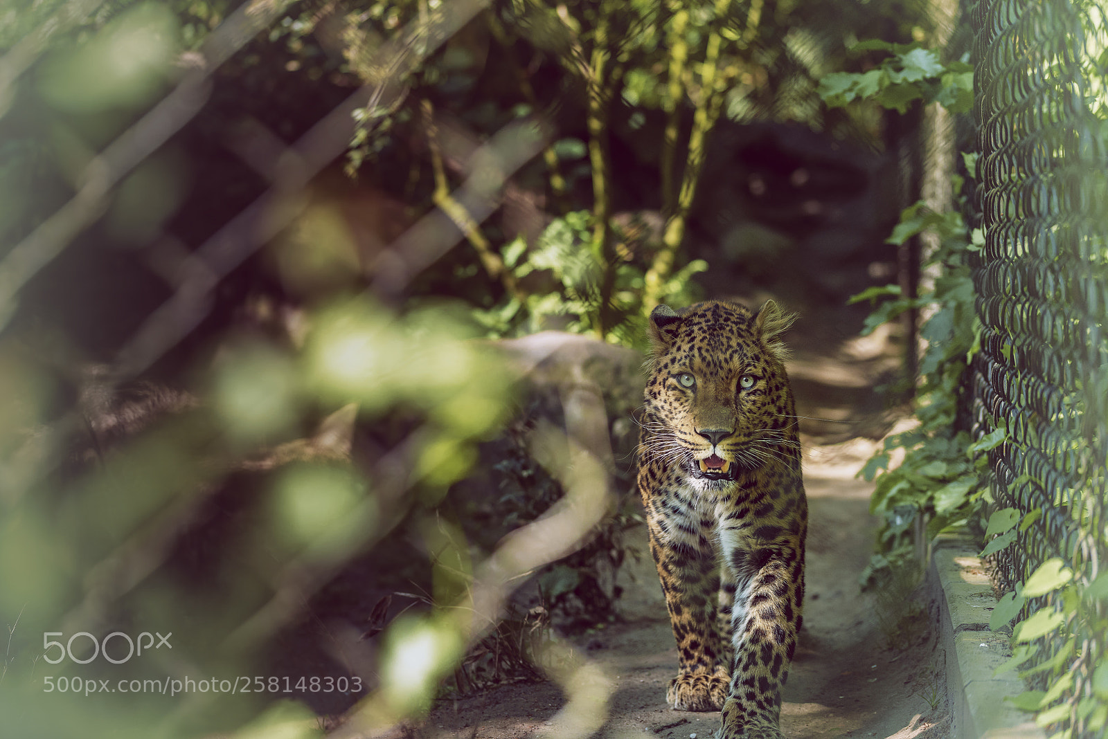 Nikon D810 sample photo. Leo...part photography