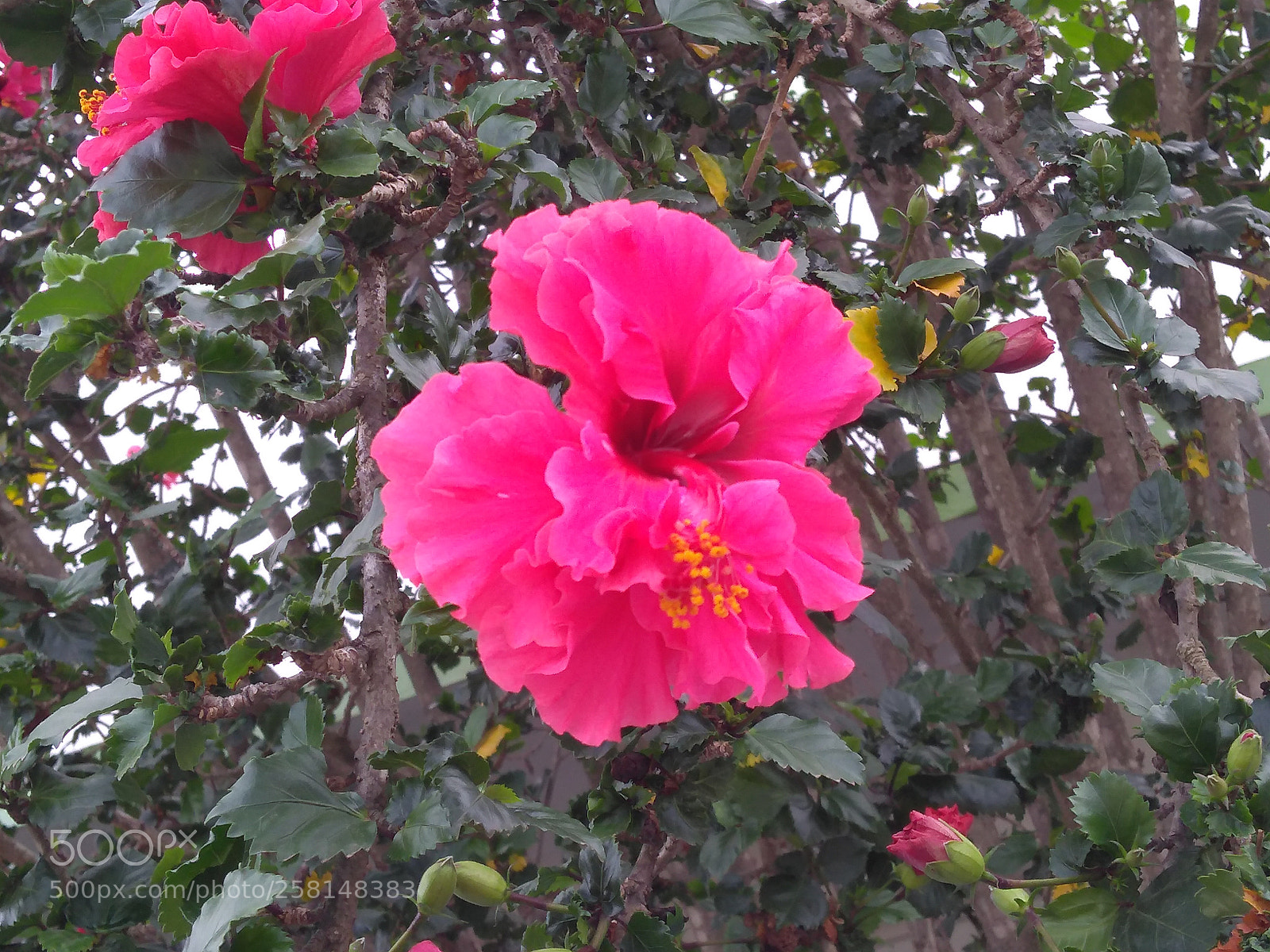 Motorola Moto G (5S) Plus sample photo. Untitled photography