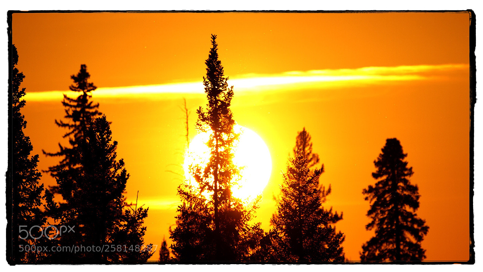 Canon EOS 7D sample photo. Sunset through the pine photography
