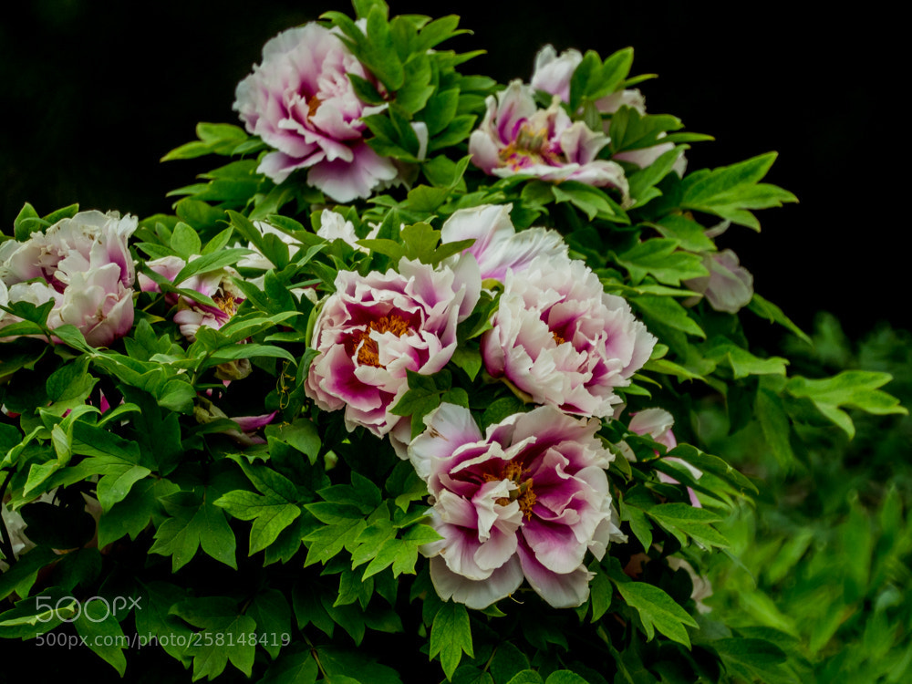 Olympus OM-D E-M1 Mark II sample photo. Untitled photography