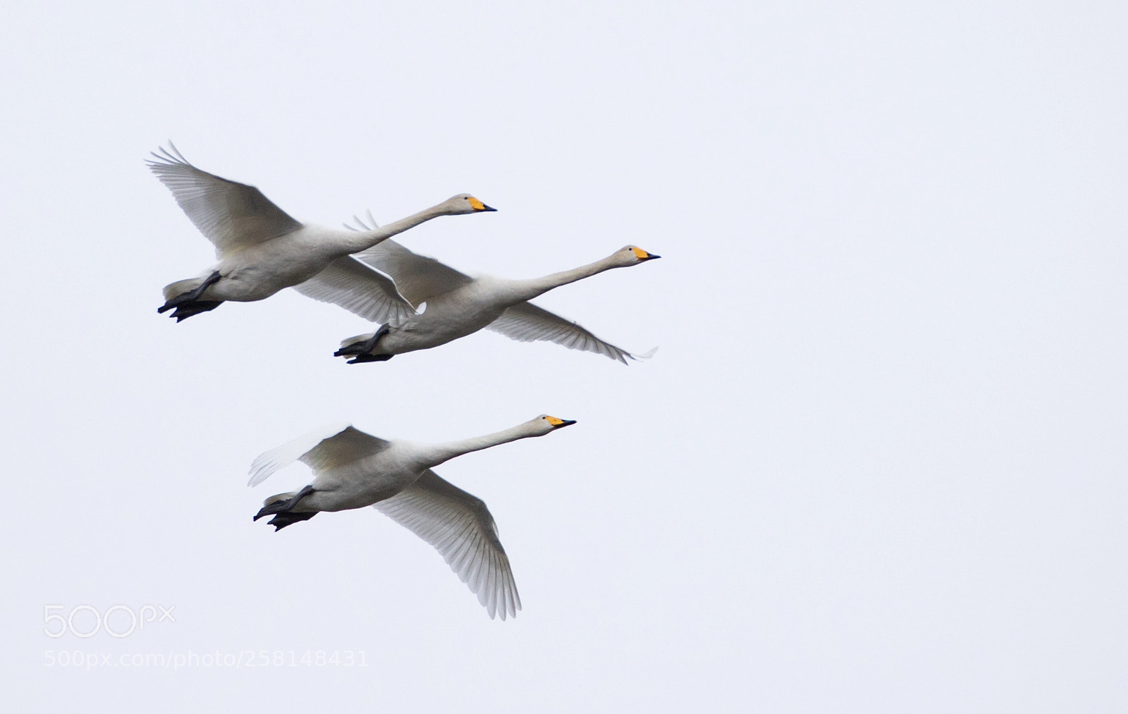 Canon EOS 5D Mark IV sample photo. Formation flight photography