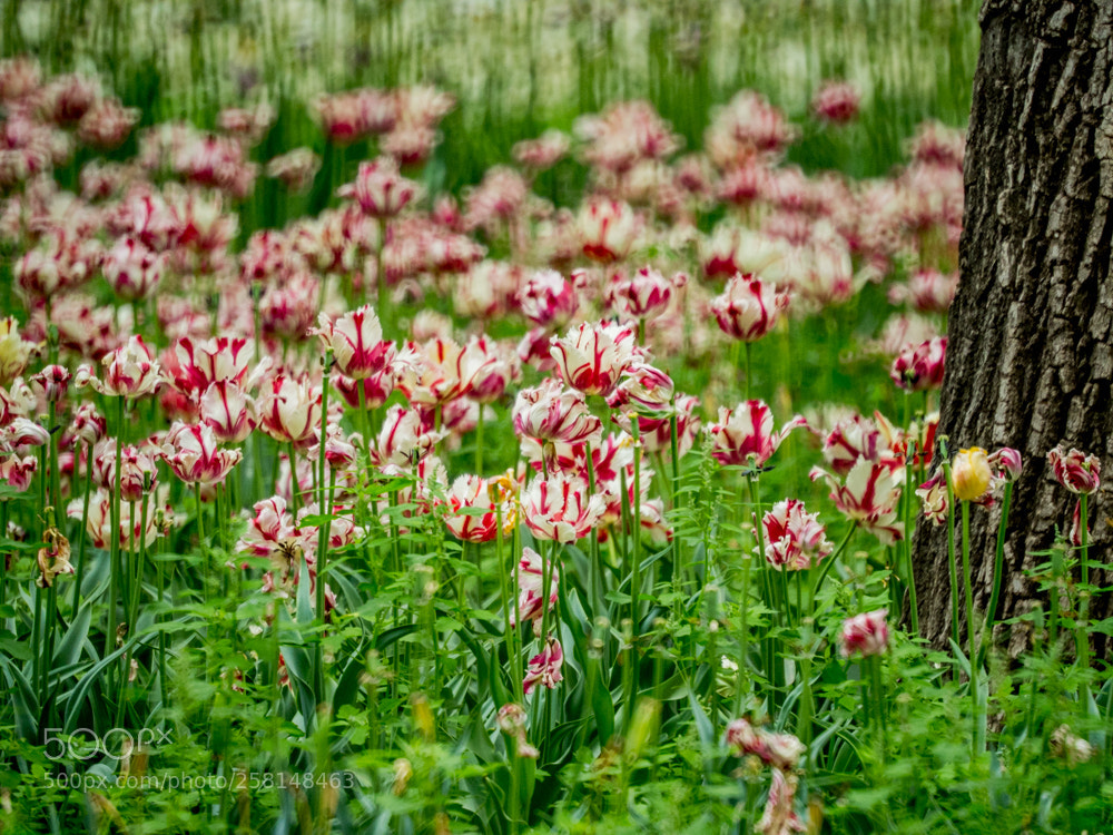 Olympus OM-D E-M1 Mark II sample photo. Untitled photography