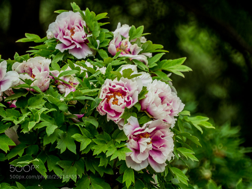 Olympus OM-D E-M1 Mark II sample photo. Untitled photography
