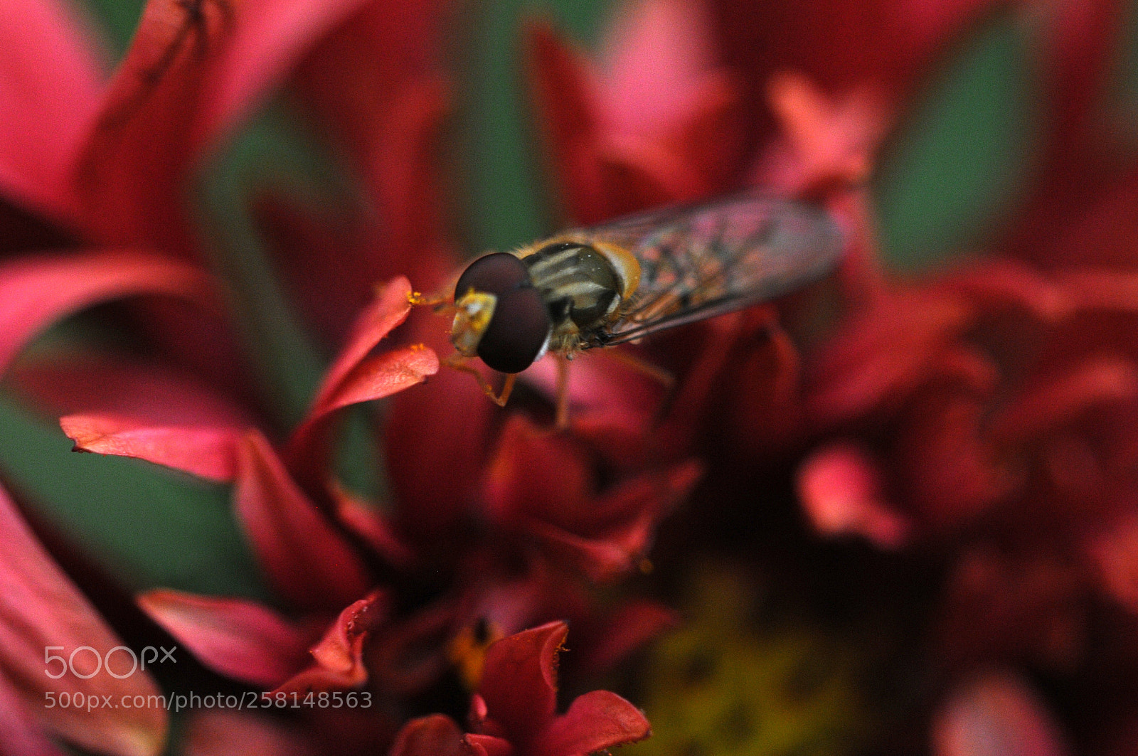 Nikon D300 sample photo. Red fly photography