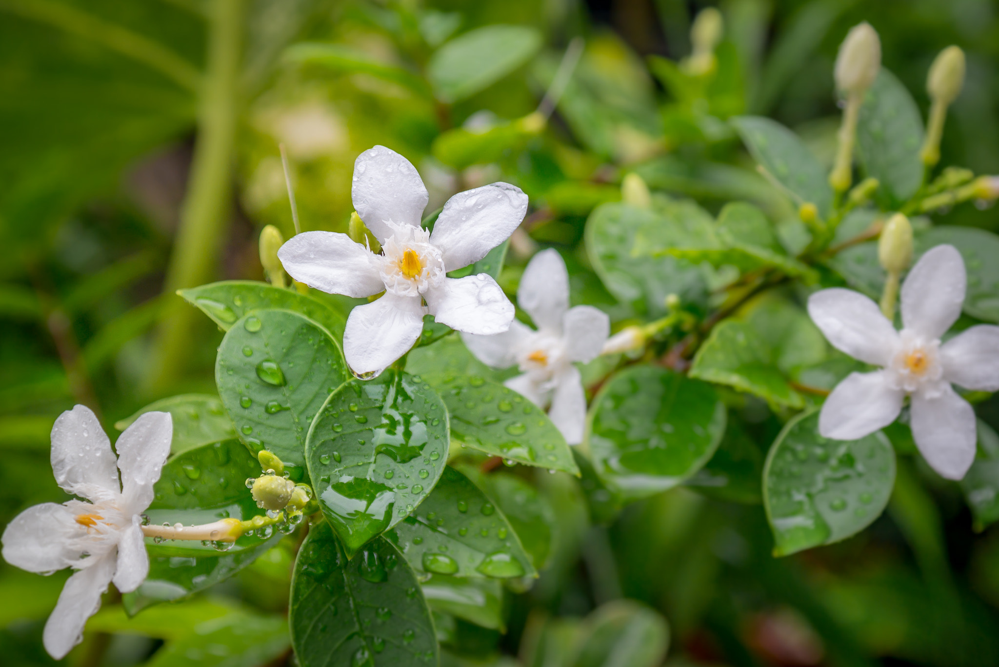 Samsung NX30 sample photo. Jasmine photography
