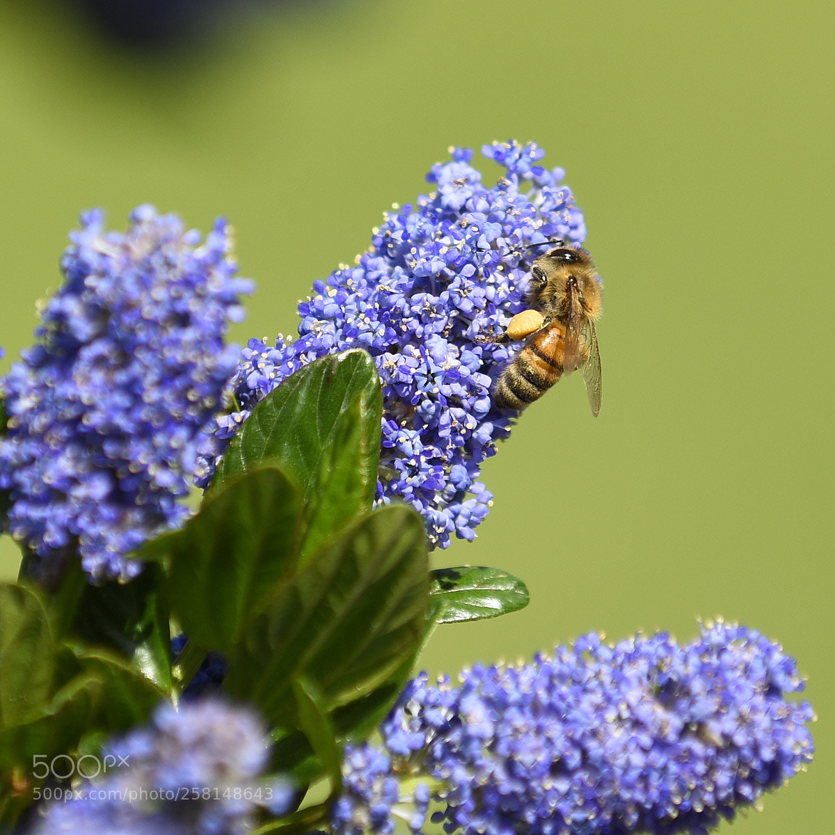 Nikon D810 sample photo. Fiore di ceanoto photography